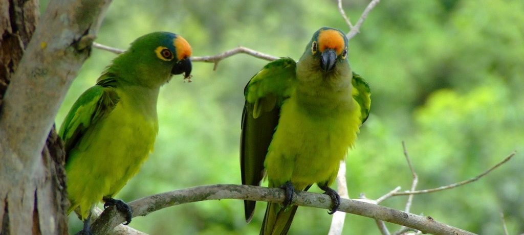 Pantanal Cuiaba deux Perroquets