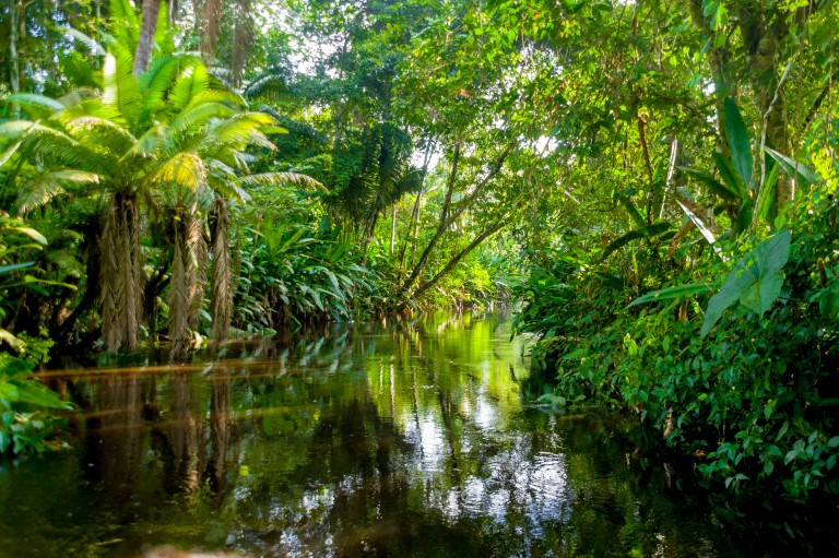 Amazonie au fil de l'eau des Igarapes