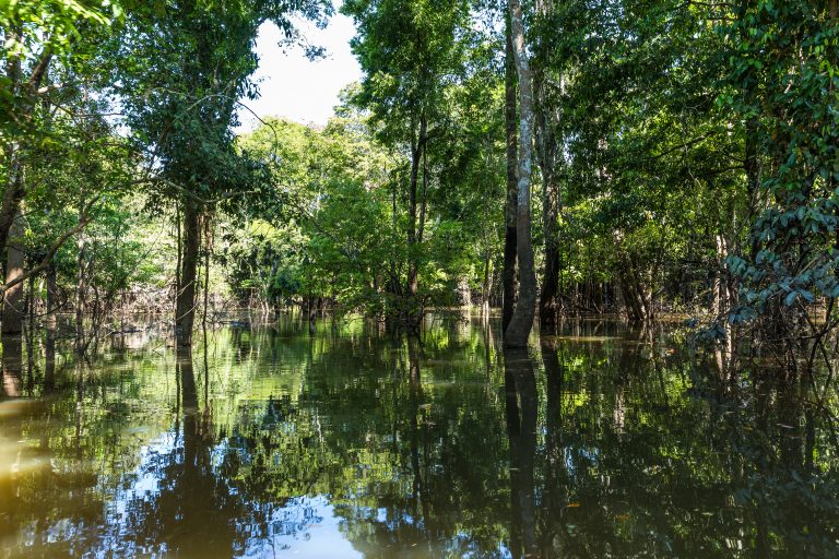 Amazonie forêt inondée