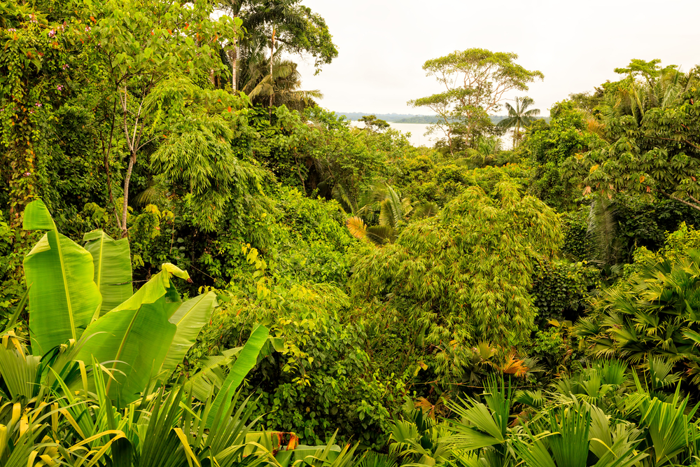 Amazonie la forêt devant la rivière