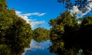 Amazonie reflet arbres dans igarape