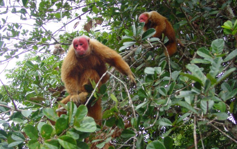 Amazonie Singes tête rouge