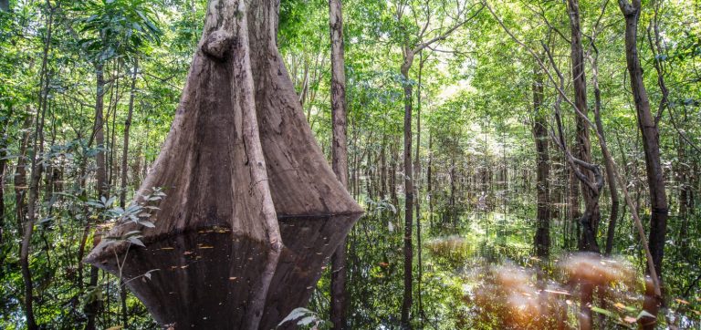 Anavilhanas lodge forêt inondée
