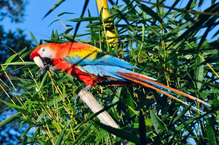 faune croisière Amazone et Rio Negro