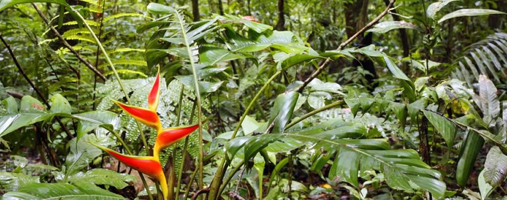fleur forêt Amazonie