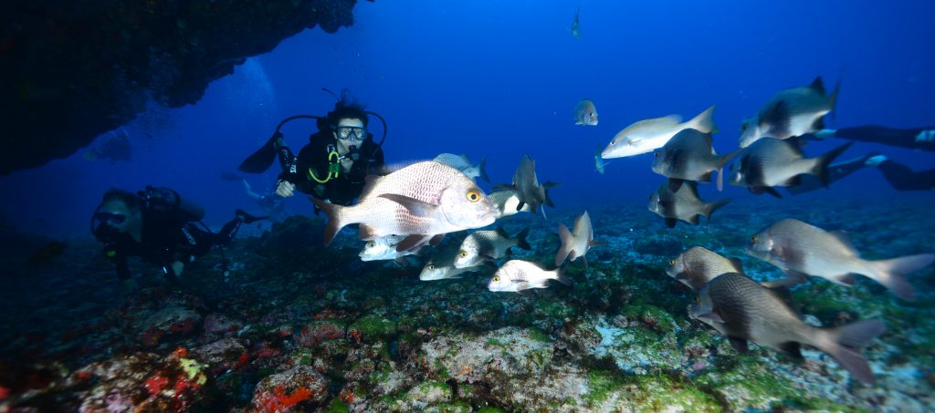 fonds marins Fernando de Noronha