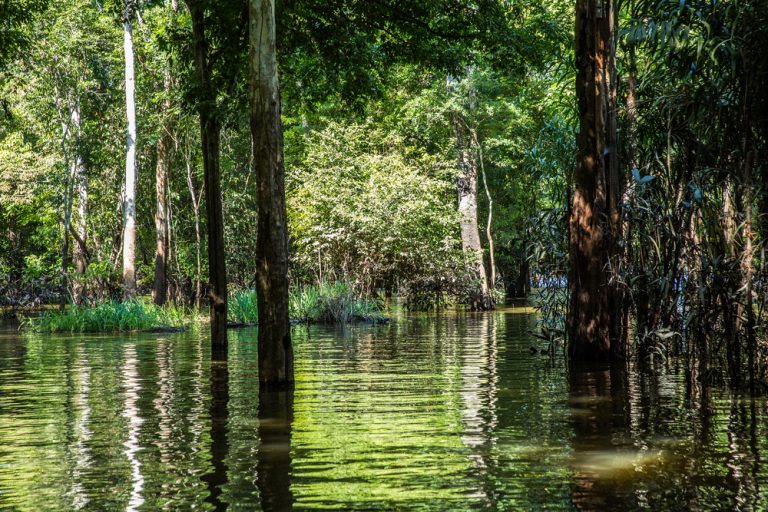 forêt inondée et végétation tropicale_Amazonie