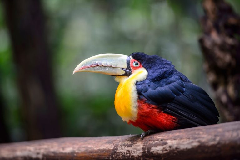 Oiseau Jaune rouge et bleu amazonie