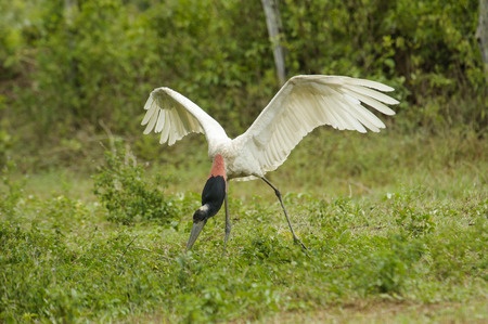 Pantanal gros plan échassier