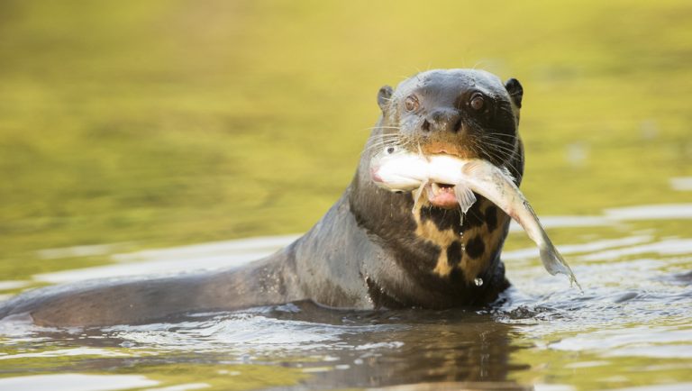 Pantanal loutre mangeant poisson