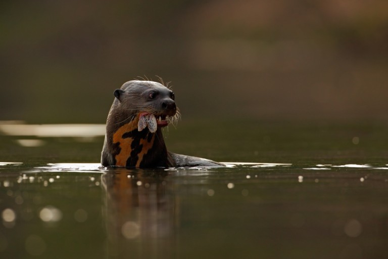 Pantanal loutre mangeant un poisson