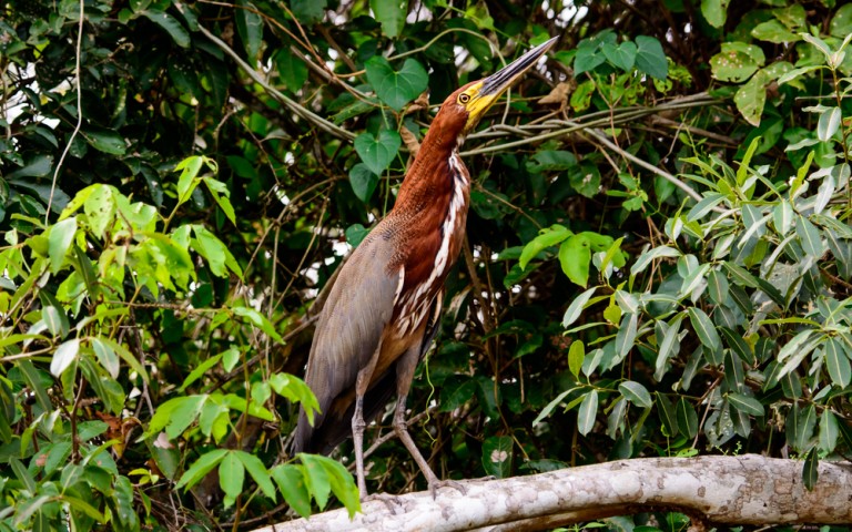Pantanal oiseau avec bec pointu