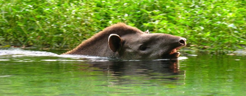 Pantanal tapir dans la rivière