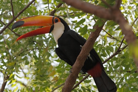 Pantanal Toucan sur branche bec ouvert