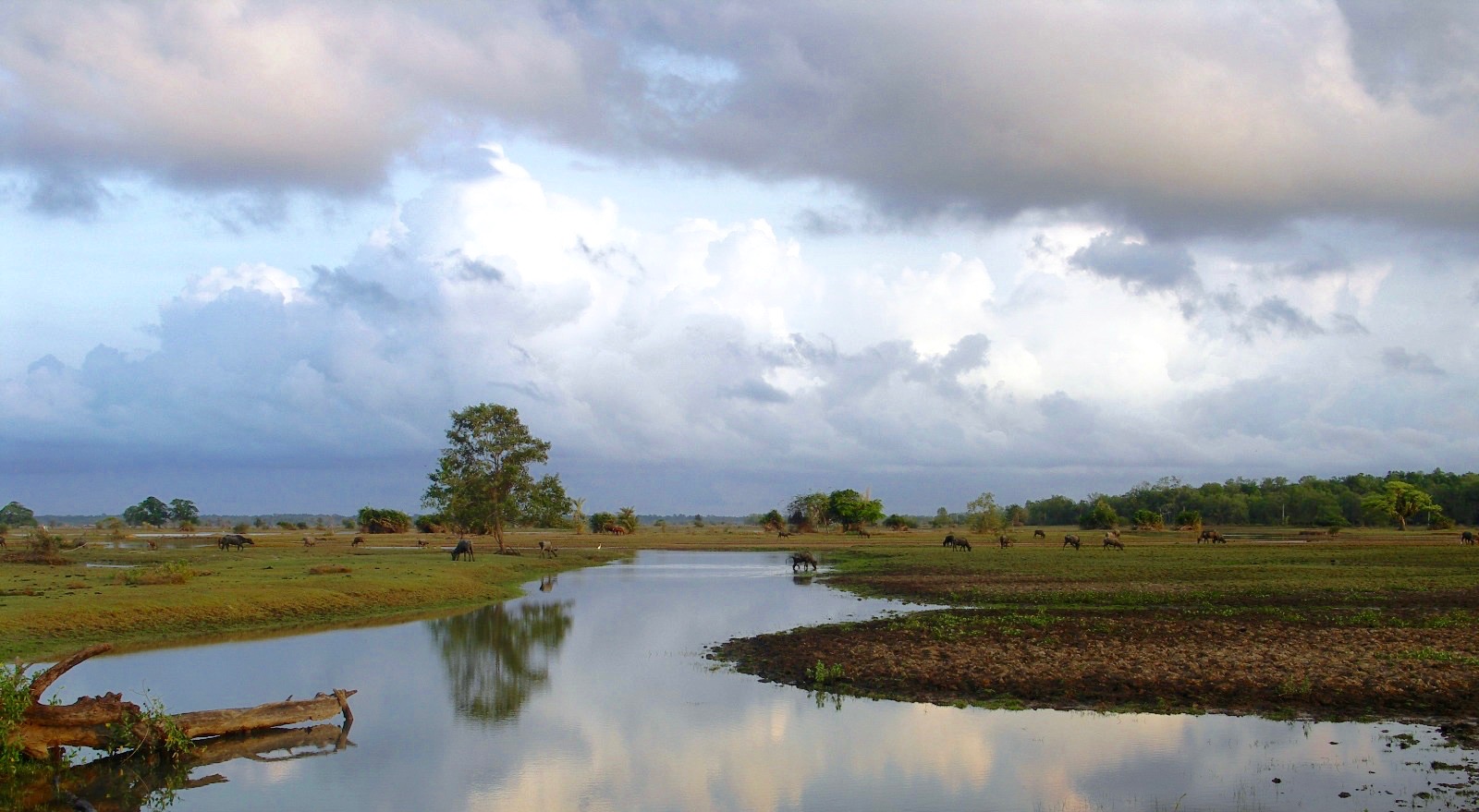troupeaux ile de Marajo