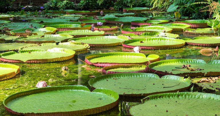 Vitoria Regias Amazonie