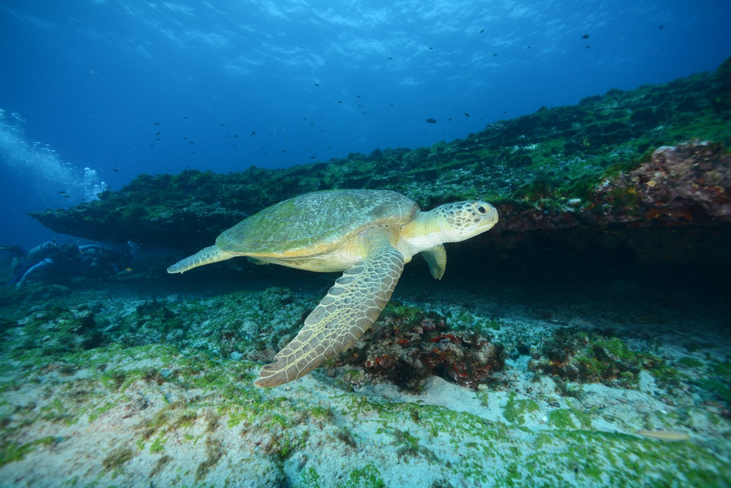 tortue Plongée Fernando de Noronha