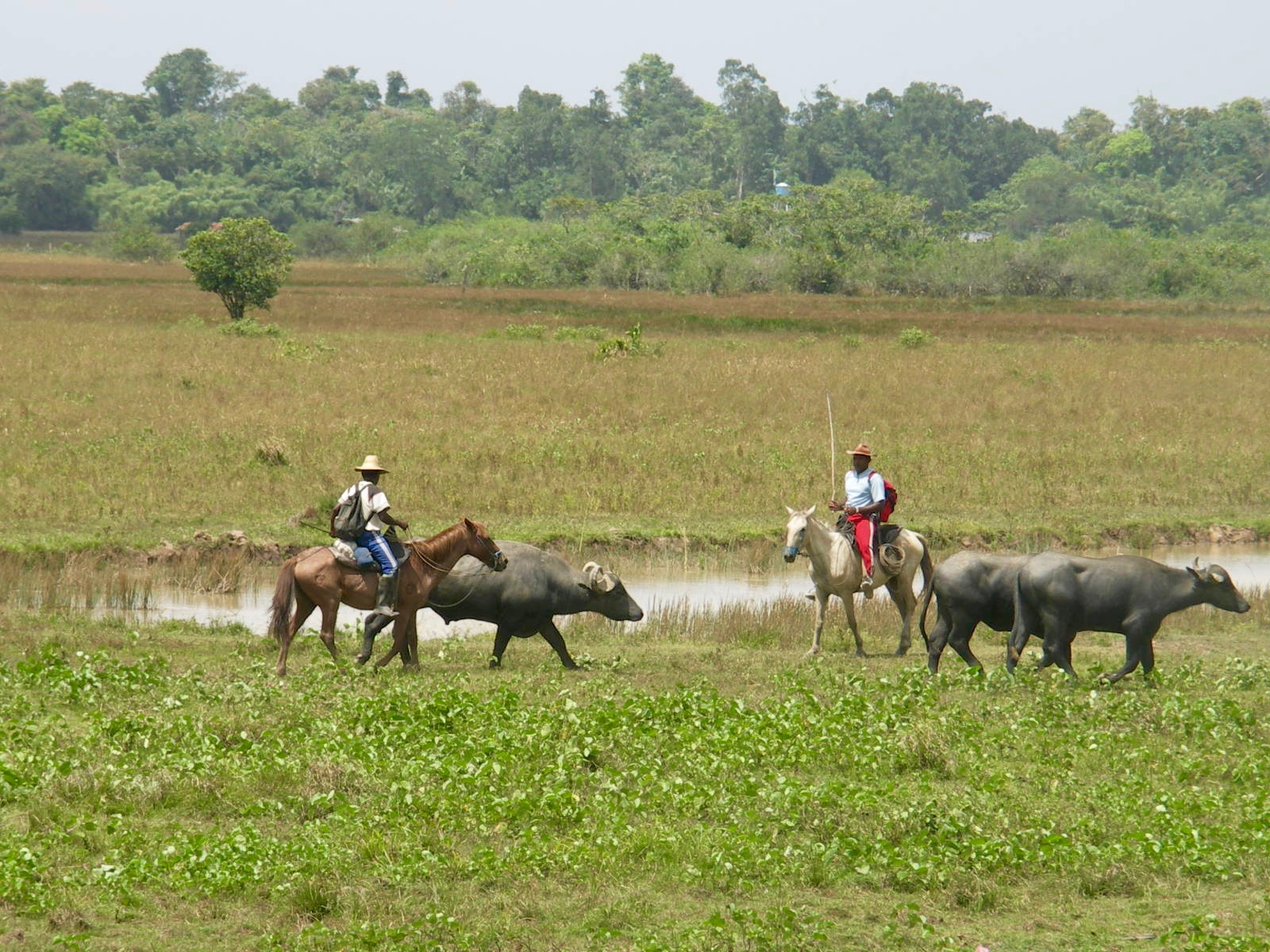 Cow-boys Ile de Marajo