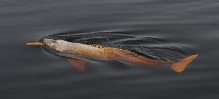 Amazonie Bote au fil de l'eau