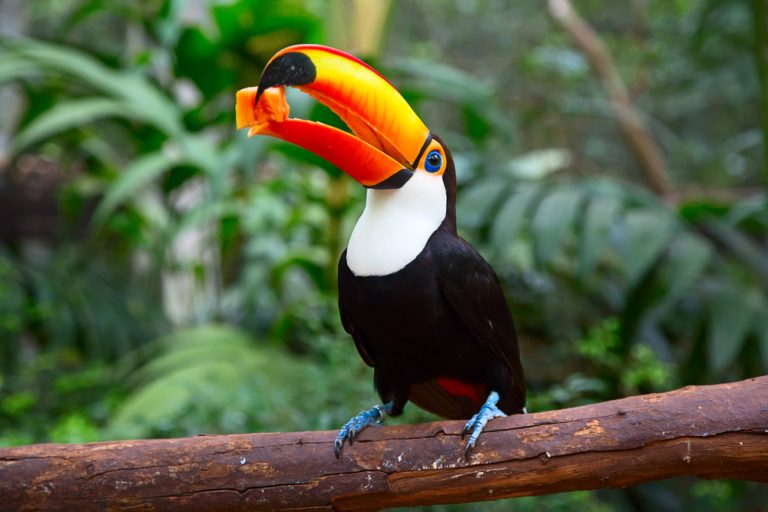 Amazonie couleurs du bec de Toucan