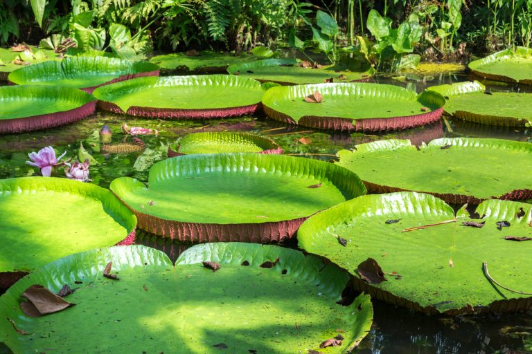 Amazonie Fleurs aquatiques et nénuphars