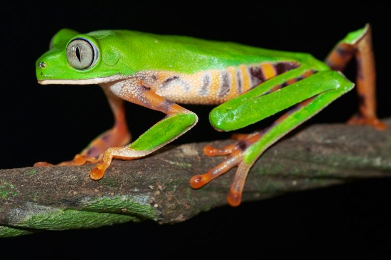 Amazonie grenouille verte la nuit