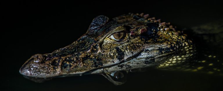 Amazonie Jacare sortie nocturne