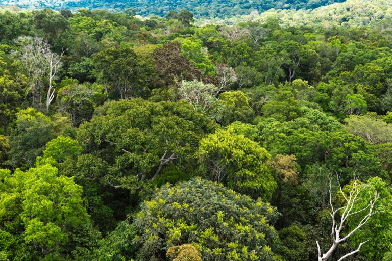 Amazonie la canopée