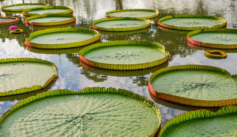 Amazonie magnifiques nénuphars vitoria Reis