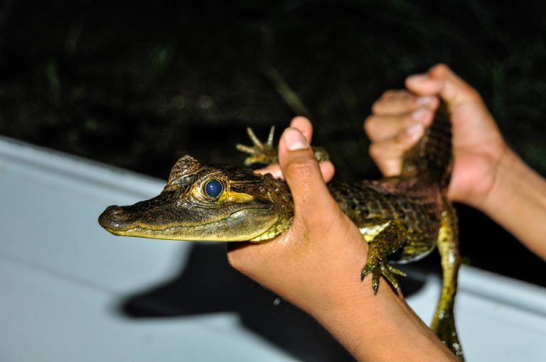 Amazonie petit Jacare dans la main