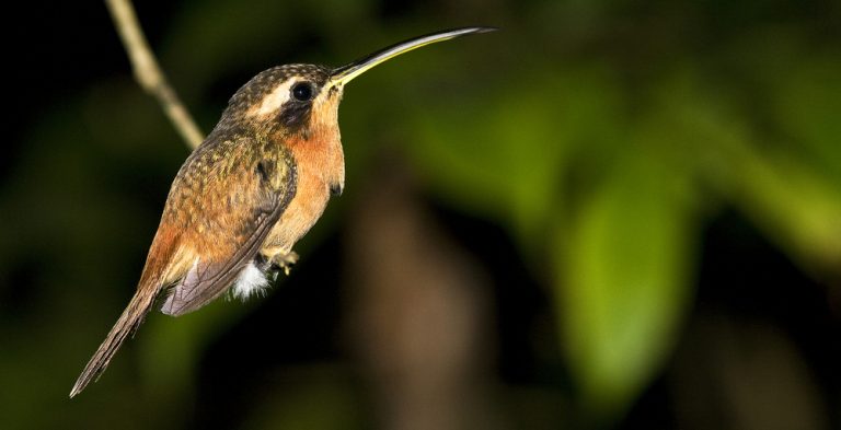 Amazonie petit oiseau de nuit