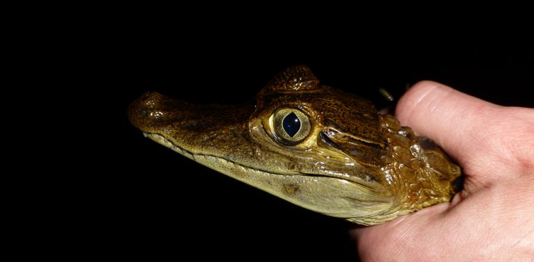 Amazonie prise d'un petit jacare