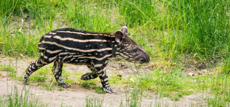 animal sauvage Pantanal