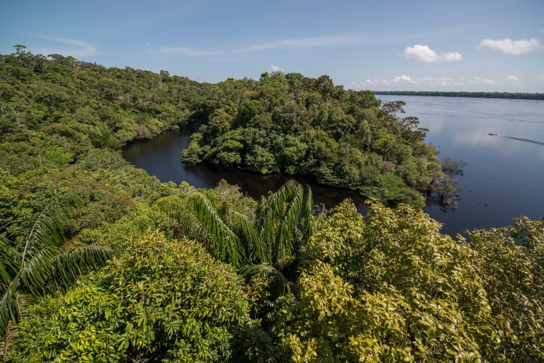 Archipel Anavilhanas  végétation et eau