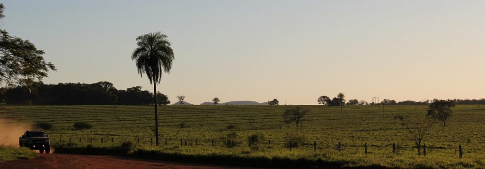 Véhicule roulant sur une piste dans le Pantanal au Brésil.l