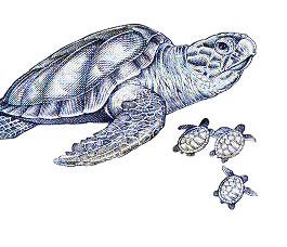 illustration de la tortue Luth du billet de 2 reais au Brésil.