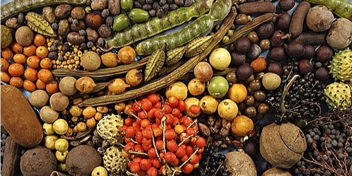 Fruits endémiques du Brésil.