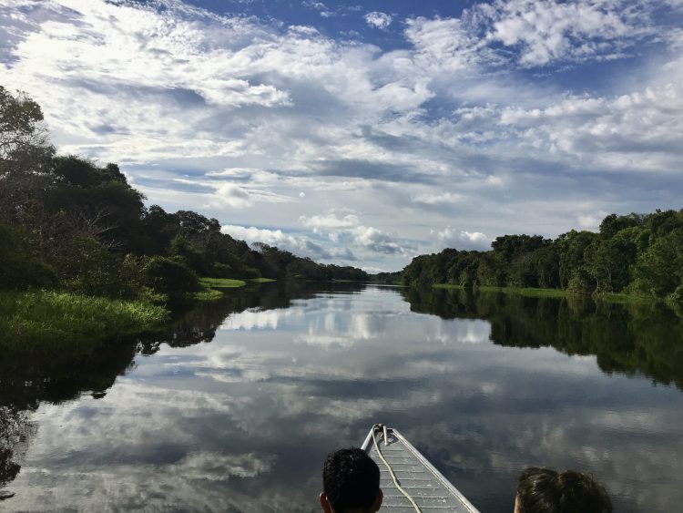 vue de la rivière Téfé depuis un canot.
