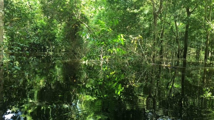Vue de la forêt inondée en Amazonie.