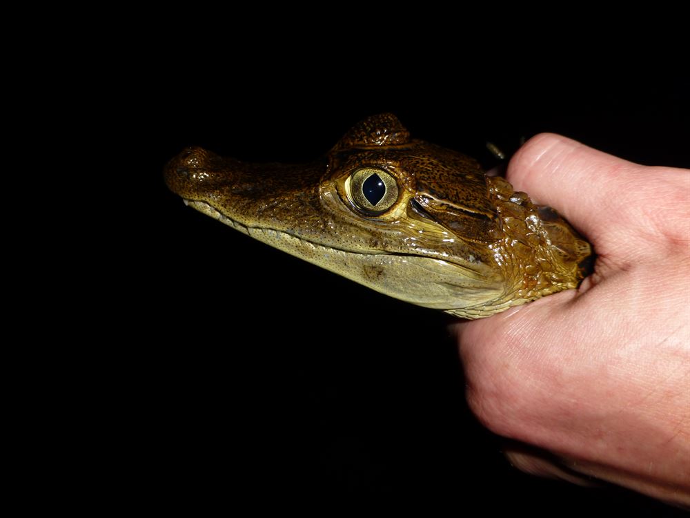 Gros plan sur la tête d'un petit caïman dans une main.