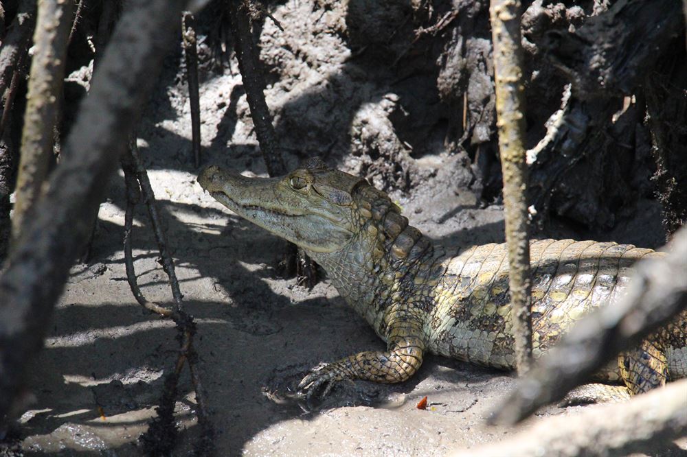 Vuen d'un crocodile entre des racines dans le delta de Parnaiba.