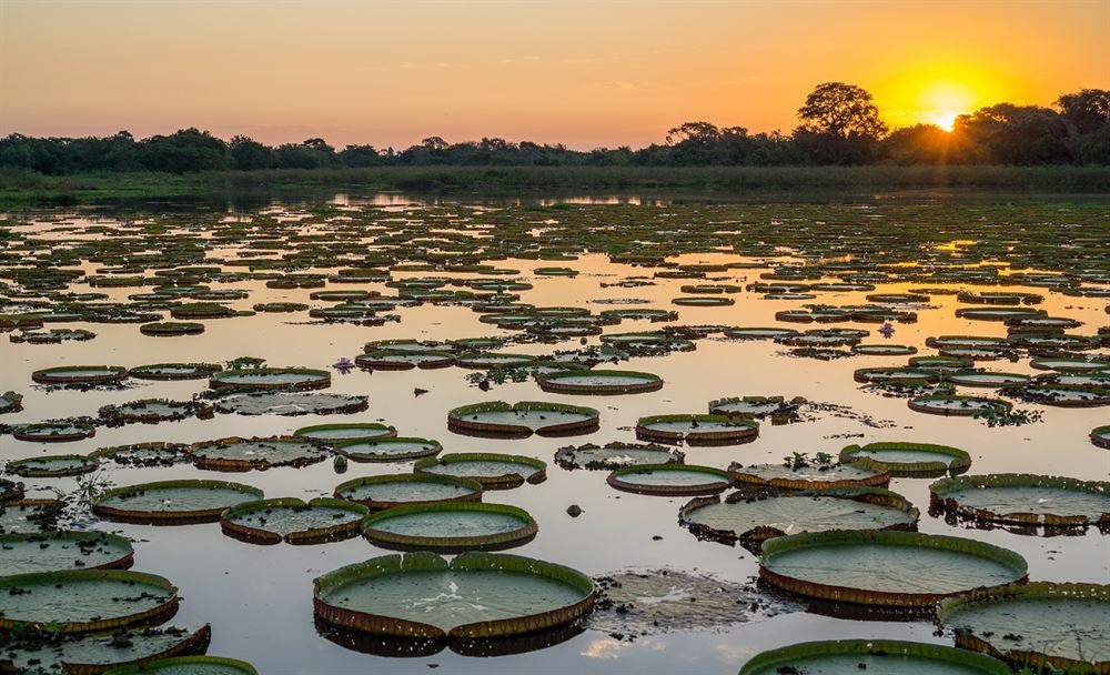 Le coucher du soleil au Pantanal