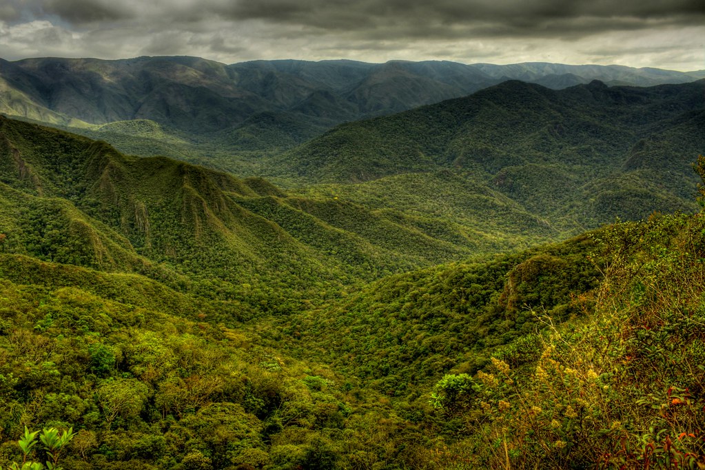 La diversité de la forêt atlantique.