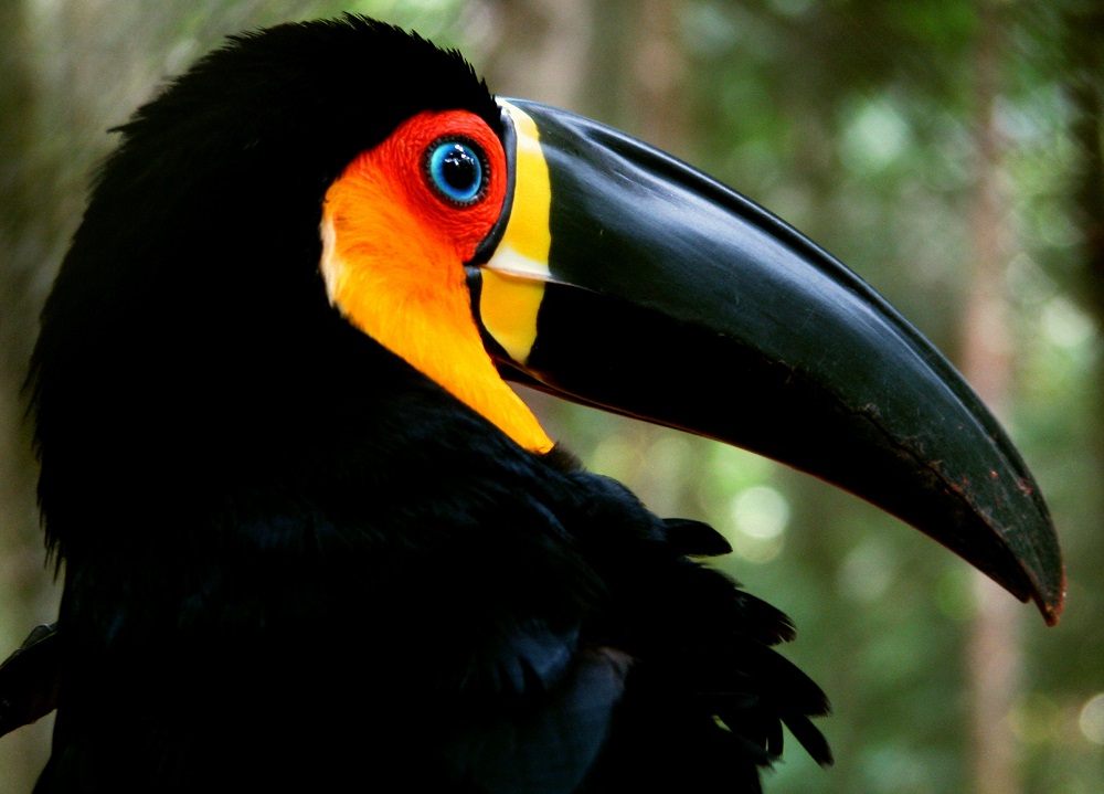 Un toucan de la forêt atlantique.