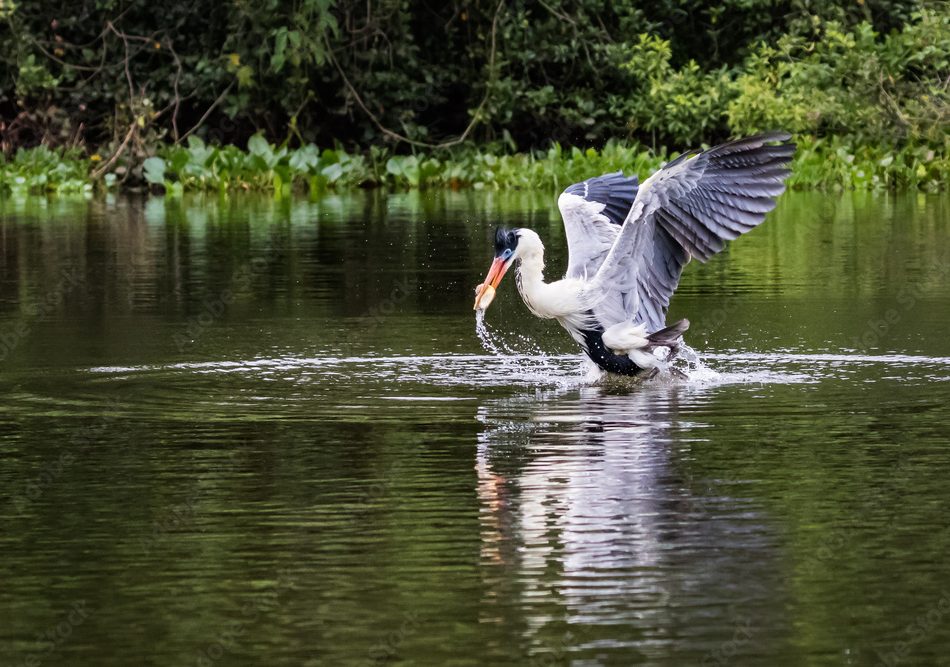 un héron dans le pantanal nord au Brésil