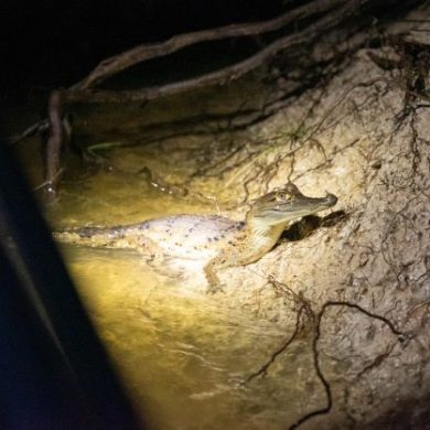 observation nocturne des caimans au manati lodge