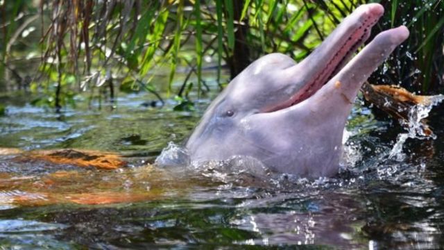dauphins roses amazonie nord du Brésil