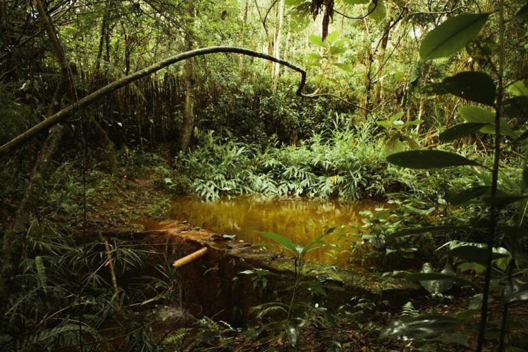 Petit étang d'eau naturelle entouré d'une végétation tropicale dense avec un tuyau en bambou servant de petite cascade.