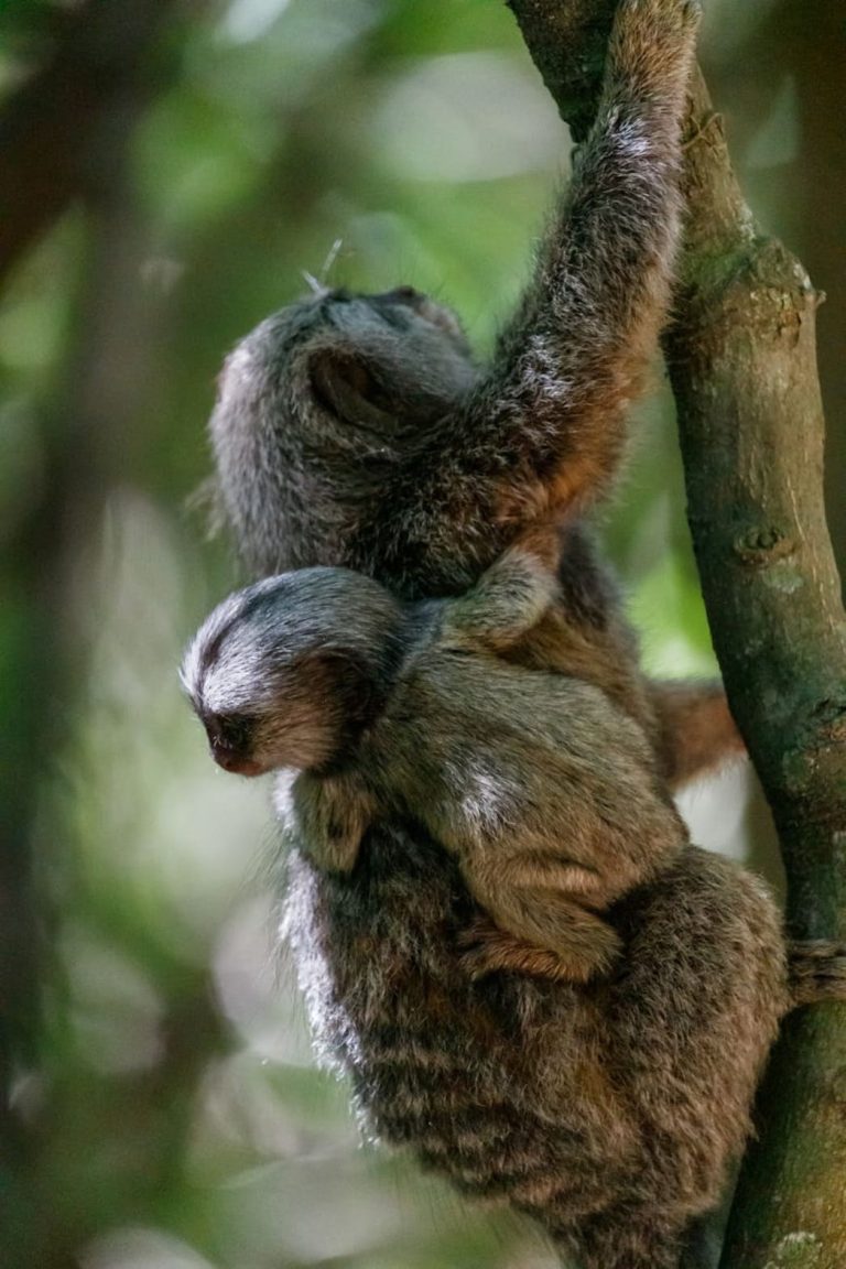 Un marmoset adulte grimpe sur un tronc d'arbre tout en portant son petit agrippé à son dos dans une forêt tropicale.