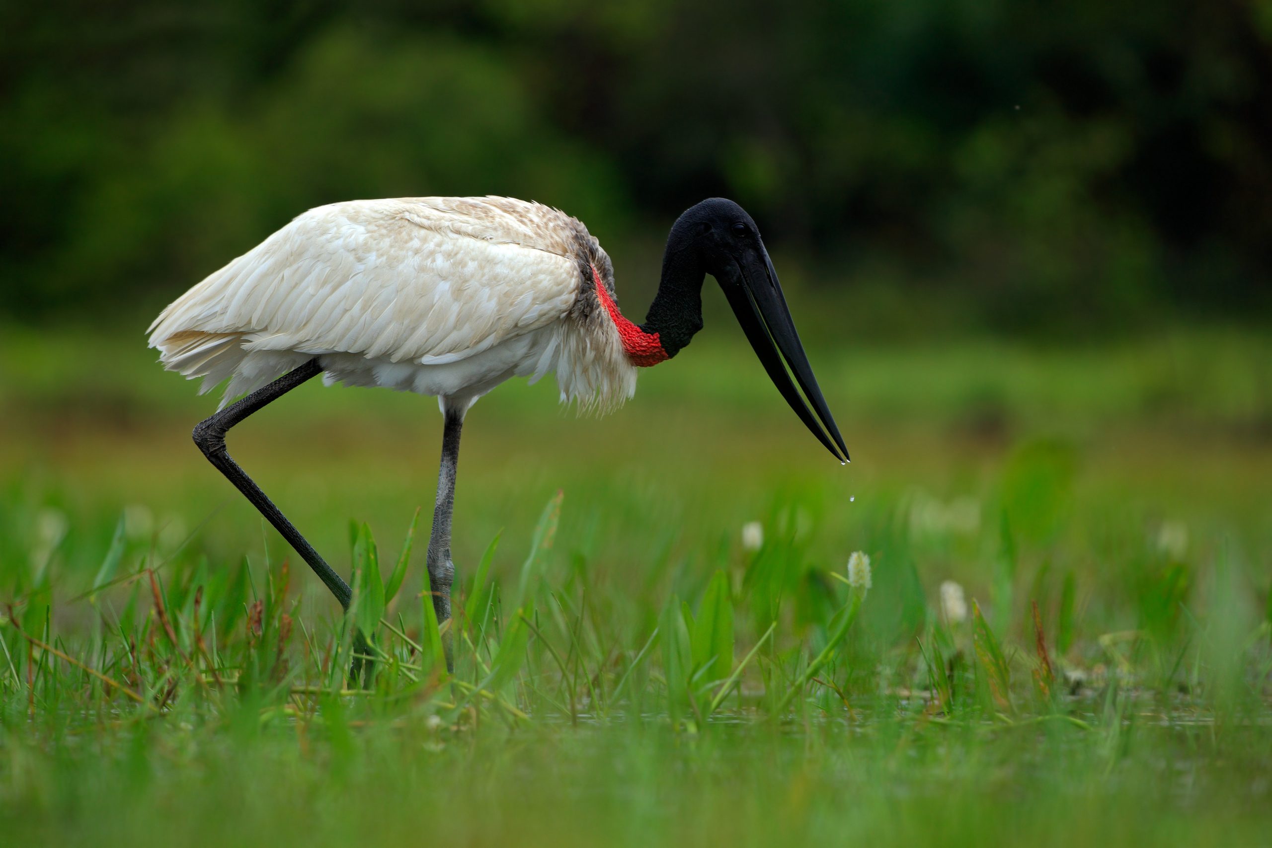 http://Grand%20oiseau%20échassier%20au%20plumage%20blanc,%20au%20long%20cou%20noir%20et%20à%20la%20collerette%20rouge%20vif,%20marchant%20dans%20l'herbe%20verte%20d'une%20zone%20humide.